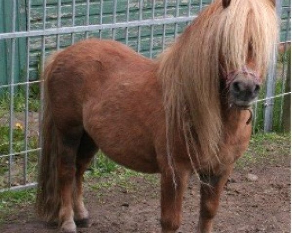 stallion Important of Duke Stable (Shetland Pony, 1994, from Adam van Spuitjesdom)