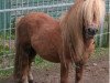 Deckhengst Important of Duke Stable (Shetland Pony, 1994, von Adam van Spuitjesdom)