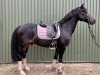 dressage horse Gitano Tesoro (Pony without race description, 2004, from Gerlof)