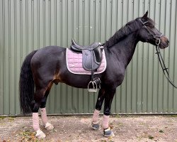 dressage horse Gitano Tesoro (Pony without race description, 2004, from Gerlof)