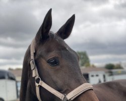 Springpferd Landinda (KWPN (Niederländisches Warmblut), 2010, von Bonaparte 118)