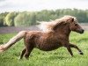 Zuchtstute Tara van de Hertenheuvel (Shetland Pony (unter 87 cm), 2003, von Acquit v. Spuitjesdom)