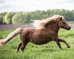 broodmare Tara van de Hertenheuvel (Shetland pony (under 87 cm), 2003, from Acquit v. Spuitjesdom)