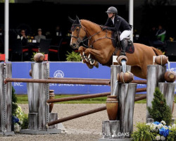 jumper Ibera van den Hagenhorst (KWPN (Royal Dutch Sporthorse), 2013, from Chacco-Blue)