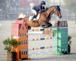 Springpferd Armani (KWPN (Niederländisches Warmblut), 2010, von Namelus R)