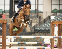 jumper Je Happy Lina (KWPN (Royal Dutch Sporthorse), 2014, from Kannan)