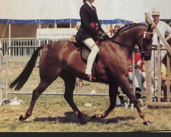 Pferd Herald Tribune (British Riding Pony, 1983, von Keston Tribune)