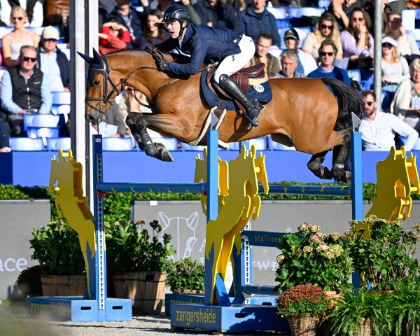 jumper Hhs Ocala (Irish Sport Horse, 2018, from Urano de Cartigny)