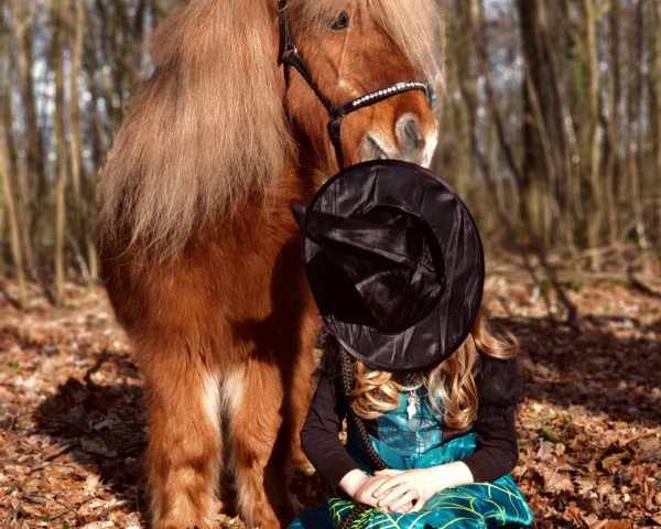 horse Koen v 't Rinkveld (Shetland Pony, 1995, from Fellow Boyke van Geldersoord)