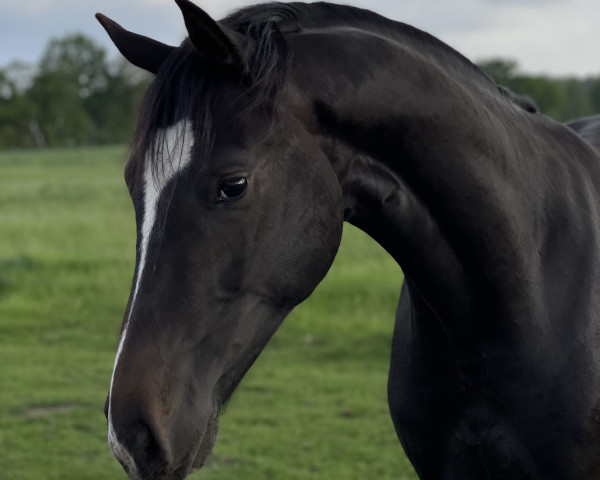 dressage horse For Friends 3 (Oldenburg, 2021, from For Romance I)