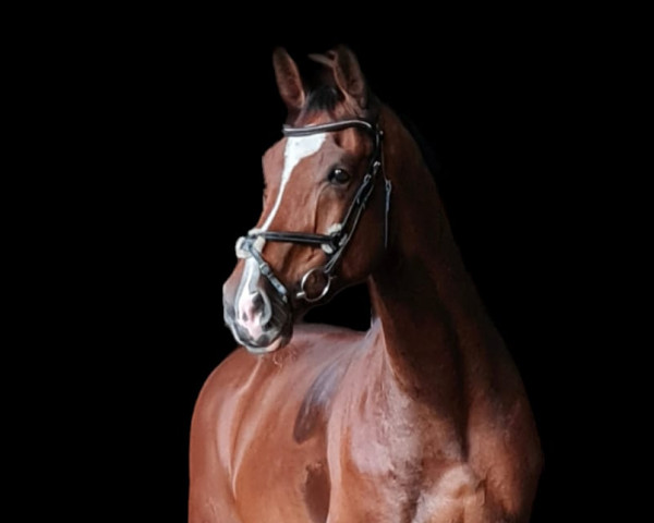 Springpferd ST Dicaprio 214 FIN (Finnisches Warmblut, 2016, von Diamant de Plaisir 178 FIN)