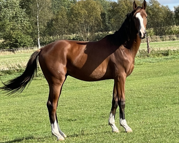 dressage horse Boons (Hanoverian, 2022, from Bonds)