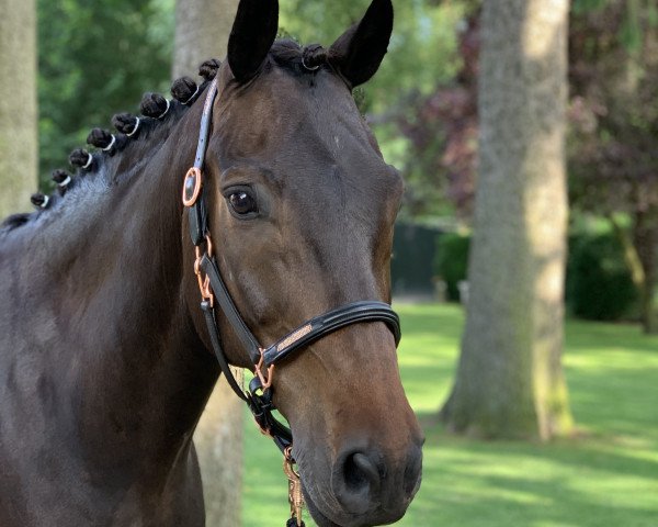 Springpferd Matrix 27 (New-Forest-Pony, 2006, von Moderato II)