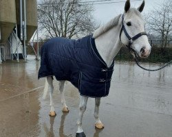 Springpferd Nike Prova (Belgisches Warmblut, 2013, von Elvis Ter Putte)