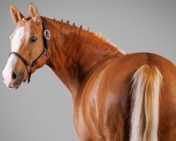 dressage horse Hilda de Luxe (German Riding Pony, 2018, from Herzkönig NRW)