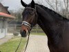 dressage horse Fürst Samour (Hanoverian, 2015, from Fantastic)