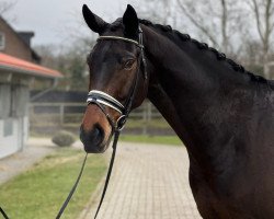 dressage horse Fürst Samour (Hanoverian, 2015, from Fantastic)