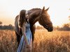 dressage horse TI Final Countdown (German Sport Horse, 2016, from Fürst Fohlenhof)