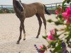 dressage horse Sterling (Oldenburg, 2023, from Sir Donnerhall I)