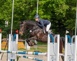 jumper Lakeisha Thc (anglo european sporthorse, 2016, from Neos 2)