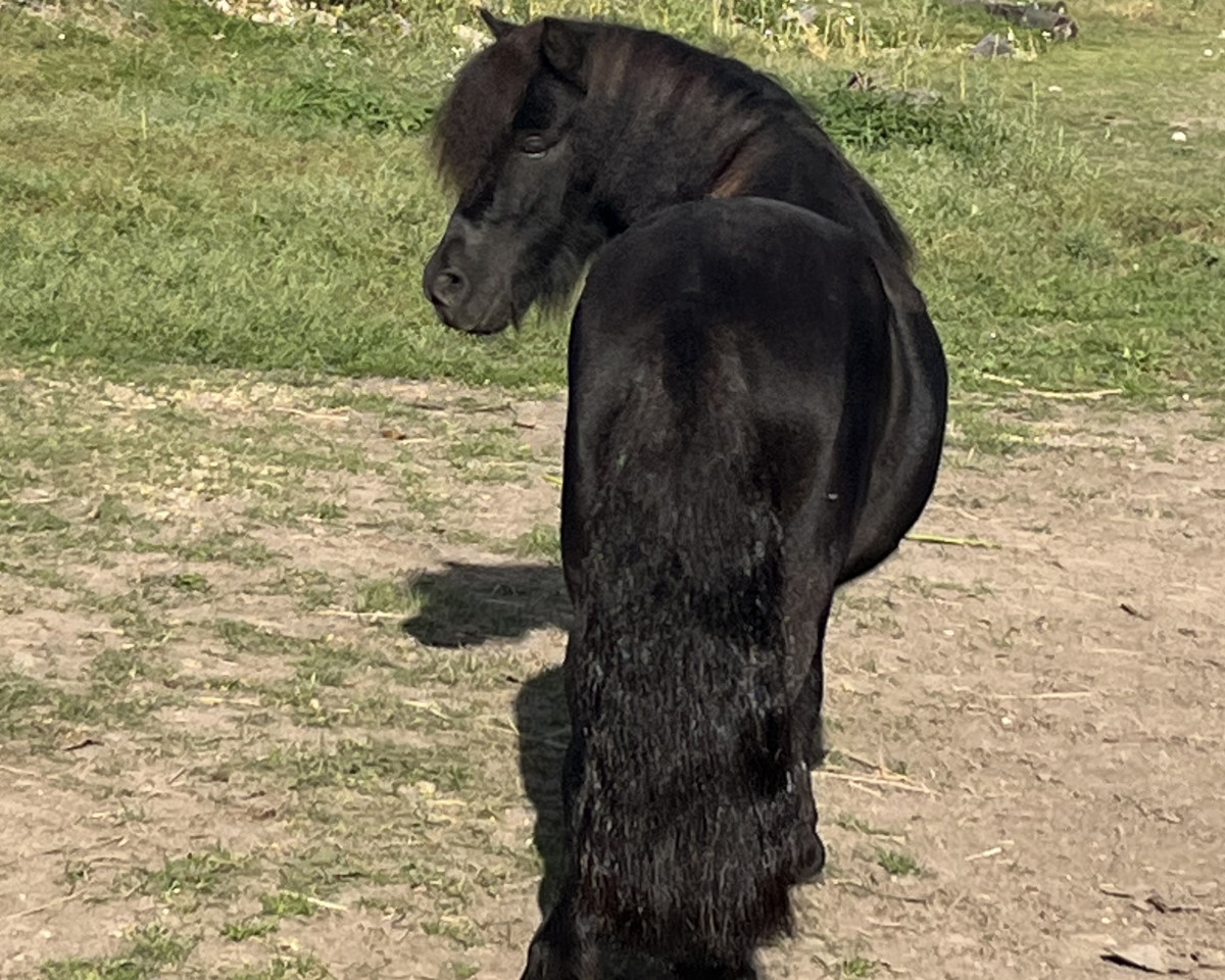 horse Olympic v. Florisland (Shetland Pony, 2020, from Euforie van de Wechterholt)