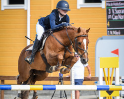 horse Cap Nord d'Hyrencourt (Belgium Sporthorse, 2008, from Machno Carwyn)