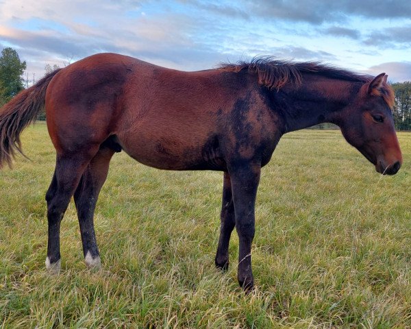 Pferd Georg (Quarter Horse, 2023)