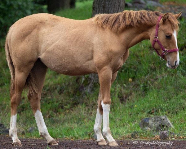 Pferd A Reddun Gun (Quarter Horse, 2023)