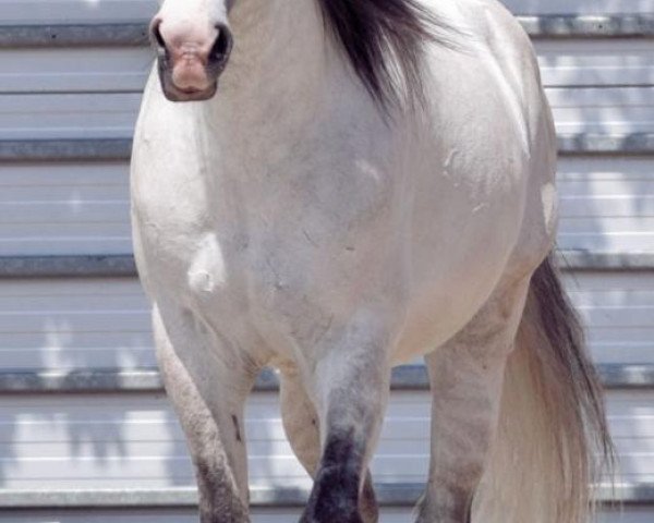 horse Lusitano (Lusitano, 2015)