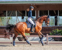 dressage horse Scoldone (Rhinelander, 2017, from Scolari)