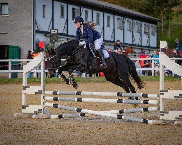 jumper Queeny (Hanoverian, 2005, from Quidam's Rubin)