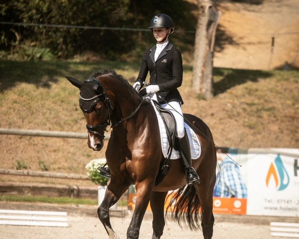 dressage horse Cornetto S 4 (Oldenburg show jumper, 2018, from Coupe Gold)