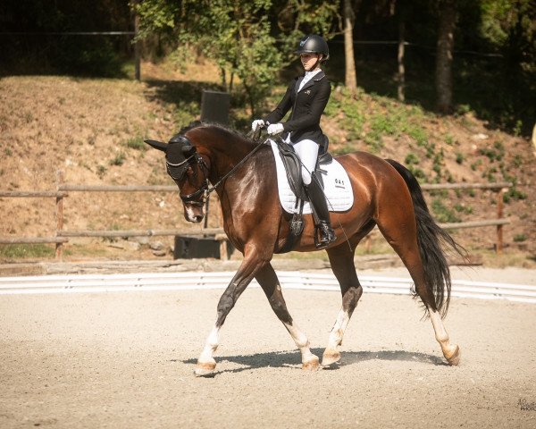 dressage horse Cornetto S 4 (Oldenburg show jumper, 2018, from Coupe Gold)