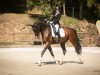 dressage horse Cornetto S 4 (Oldenburg show jumper, 2018, from Coupe Gold)