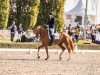 dressage horse Seattle H (German Sport Horse, 2019, from Secret)