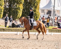 dressage horse Seattle H (German Sport Horse, 2019, from Secret)