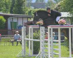 Springpferd Carl der Große 9 (Deutsches Sportpferd, 2003, von Carpalo)