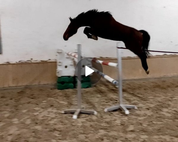 jumper Huskey Sr Z (Zangersheide riding horse, 2017, from Hotspot)