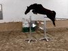 jumper Huskey Sr Z (Zangersheide riding horse, 2017, from Hotspot)