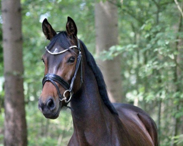 dressage horse Princess Rocks (Westphalian, 2014, from Rock Forever II)