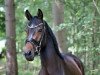 dressage horse Princess Rocks (Westphalian, 2014, from Rock Forever II)