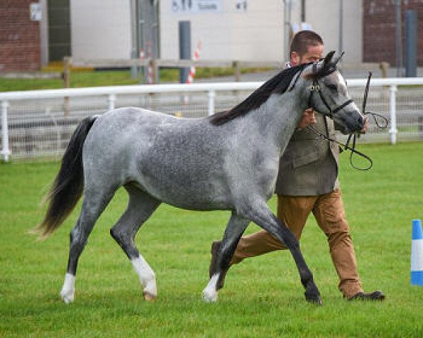 Pferd Bronheulog Petal (Welsh Pony (Sek.B), 2020, von Waxwing Penny Post)