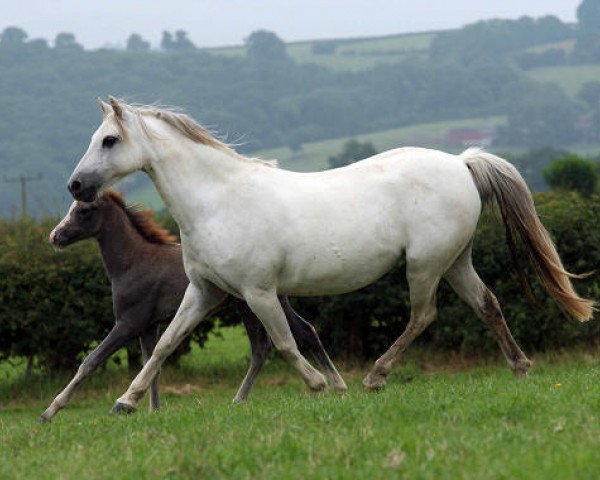 Zuchtstute Bronheulog Misty Pearl (Welsh Pony (Sek.B), 1994, von Eyarth Figaro)