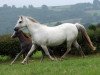 broodmare Bronheulog Misty Pearl (Welsh-Pony (Section B), 1994, from Eyarth Figaro)