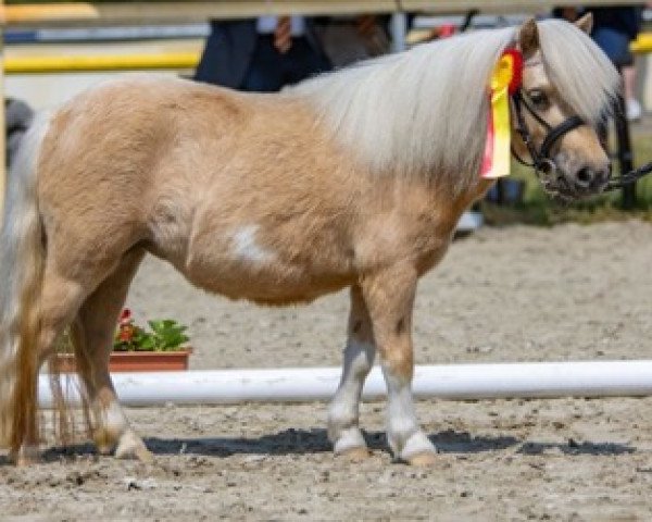 broodmare Torvi Tinúviel (Shetland pony (under 87 cm), 2020, from Polaris von Weyhe)