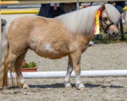 broodmare Torvi Tinúviel (Shetland pony (under 87 cm), 2020, from Polaris von Weyhe)