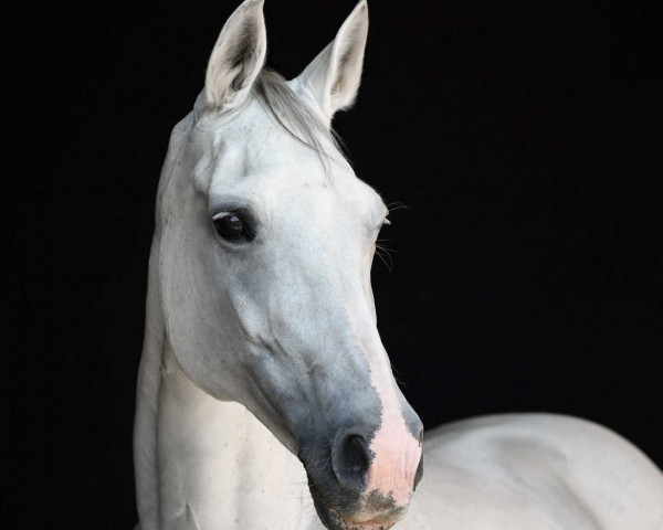 horse Aaliyah everyday sunshine (Hessian Warmblood, 1997, from Antonio Z)