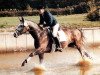 stallion Antonio Z (Hanoverian, 1979, from Almé)
