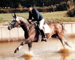 stallion Antonio Z (Hanoverian, 1979, from Alme)