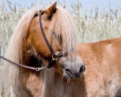 broodmare Temari Tarlane (Shetland pony (under 87 cm), 2016, from Important of Duke Stable)